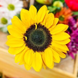 Meditazione Yoga Gratis Sri Chinmoy Centro di meditazione Visualizzazioni